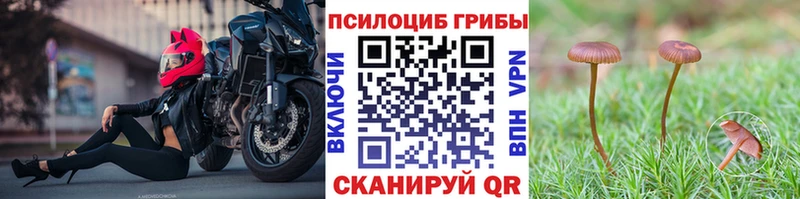Галлюциногенные грибы прущие грибы  Дальнегорск 